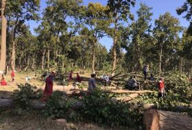 पूर्व-पश्चिम राजमार्ग विस्तार गर्न ६ हजार रुख काटिने